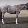 2020 APHA/PtHA/NSBA red roan gelding
