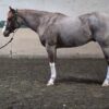 2020 APHA/PtHA/NSBA red roan gelding - Image 3