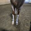 2020 APHA/PtHA/NSBA red roan gelding - Image 4
