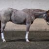 2020 APHA/PtHA/NSBA red roan gelding - Image 5