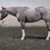 2020 APHA/PtHA/NSBA red roan gelding - Image 6