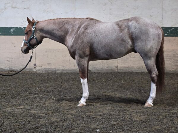 2020 APHA/PtHA/NSBA red roan gelding - Image 6