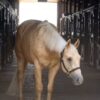 2018 AQHA Gelding 15.2hh